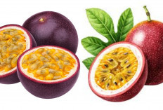 Kupas Tuntas Nutrisi Markisa: Rahasia Alami untuk Jantung Sehat dan Kulit Awet Muda!