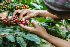 Kembangkan Potensi Kopi Khas Daerah 