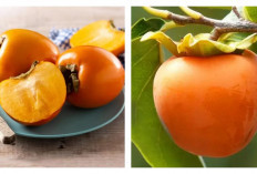 Manfaat Buah Kesemek dan Kandungan Gizinya!