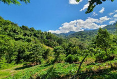 Mengungkap Misteri Hutan di Sulawesi yang Tenggelam dalam Keajaiban Alam, Ada Apa?