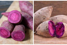 Jangan Anggap Sepele! Inilah 5 Manfaat Ubi Ungu bagi Kesehatan dan Cara Mengolahnya