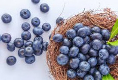 Tak Hanya Manis, Ini Serat Makanan Tinggi 5 Manfaat Blueberry Untuk Pencernaan