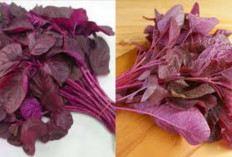  Kenali Si Merah Menyala yang Kaya Gizi: Manfaat Bayam Merah untuk Kesehatan