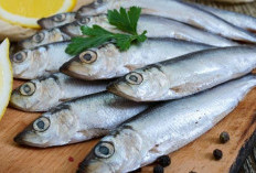 Protein Laut Berkualitas, Wajib Coba 6 Manfaat Ikan Sarden Untuk Tubuh Anda