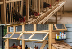 Kandang Ayam Anti Bau: 7 Ide Desain Sepanjang Tembok Rumah