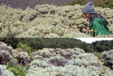 Melihat Keindahan Gunung Papandayan, Dari Kawah Hingga Padang Edelweiss!