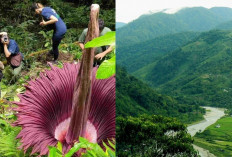 Eksplorasi Gunung Leuser, Petualangan Menantang di Taman Nasional Gunung Leuser!