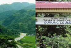 Menyeramkan! Suara Misterius di Malam Hari Pengalaman Seram Wisatawan di Taman Leuser 