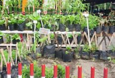 Tanam Toga, Manfaatkan Pekarangan Rumah 