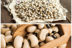 Baik untuk Usus dan Pencernaan, Ini 5 Khasiat Kacang Tolo yang Jarang Diketahui Banyak Orang