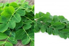 Manfaat Daun Kelor: Nutrisi Tinggi untuk Cegah Berbagai Penyakit