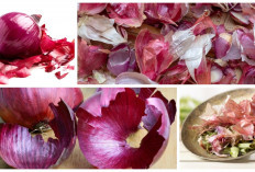 Yuk Cari Tahu, Apasih Kelebihan 5 Manfaat Kulit Bawang Merah Untuk kesehatan, Cek Faktanya!