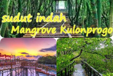 Wisata Anyar Yogyakarta. Perpaduan Pesona Alam dan Edukasi Ada di destinasi Hutan Mangrove Kulon Progo