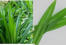 Aroma Harum, Tubuh Sehat! Inilah Manfaat Luar Biasa Dari Daun Pandan Untuk Kesehatan 