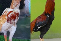 Cara Efektif Merawat Ayam Bangkok dengan Kaki Bengkok