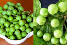  Rahasia Sehat Dari Terong Pipit, Sayuran Mini Dengan Nutrisi Hebat Untuk Tubuh