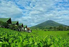 Puncak Tertinggi Di Pagaralam Dengan Pemandangan Yang Sangat Menawan,Gunung Dempo