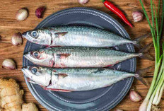 Protein dan Energi 5 Asupan Positif dari Konsumsi Ikan Tenggiri