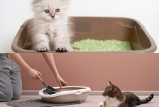 Jangan Binggung Guys! Berikut Ternyata Ini 5 Cara Mengatasi Masalah Pencernaan Pada Kucing