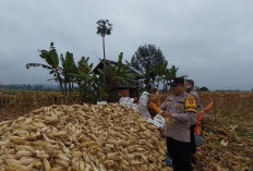 Panen Jagung Warga Capai 7.5 Ton
