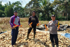 Dukung Program Presiden Prabowo, Polres Pagar Alam Gelar Panen Jagung di Kelurahan Selibar