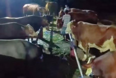 Borong Sapi dari Peternak Boyolali