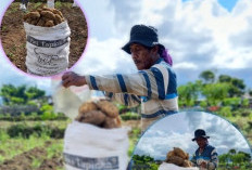 Panen Ubi Madu Meningkat, Pasok Pasar Pagar Alam hingga Bandung