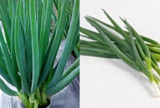 Manfaat Daun Bawang: Menjaga Jantung Sehat hingga Tulang Kuat