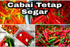 Cabe Mahal! Lakukan 5 Trik Ini Supaya Cabe Tetap Awet Berbulan-bulan Tanpa Busuk