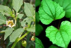 Daun Ciplukan dan Manfaatnya: Murah, Mudah Didapat, Sangat Berkhasiat!