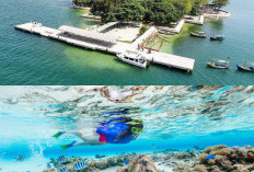 Keajaiban Bawah Laut Kepulauan Seribu yang Kini Kembali Hidup dan Memukau
