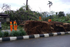 Akses Sempat Lumpuh, Pohon Tumbang di Pagaralam Berhasil Dievakuasi Cepat