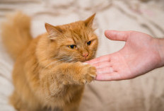 Wajib Tahu! 8 Tips Perawatan Supaya Kucing Semakin Bahagia