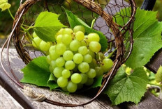 5 Keajaiban Anggur Hijau Dalam Meningkatkan Kesehatan Jantung