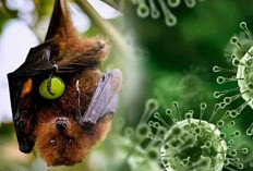 Kelelawar Membawa Virus Mematikan