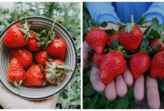 3 Rekomendasi Wisata Kebun Buah Paling Hits, Wajib Anda Kunjungi Saat Liburan