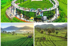 Menjelajahi Destinasi Wisata Kebun Teh Bandung: Panoramanya Indah Segar Saat Dipandang