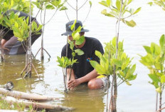 Perkuat Ketahanan Ekosistem Pesisir