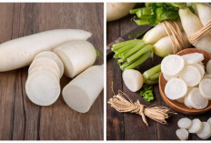 Jarang Diketahui! 4 Manfaat Lobak Putih bagi Tubuh