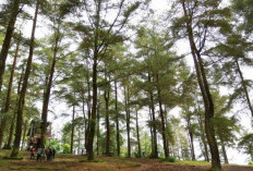 Ternyata Ini Misteri yang Terpendam di Hutan Sulawesi, Ada Apa Yah?