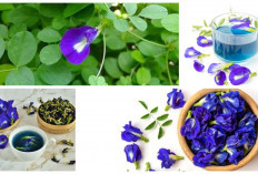 Wajib Kalian Tahu! Manfaat Bunga Telang Untuk Kesehatan, Pewarna Alami dan Sumber Antioksidan