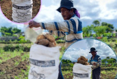 Pasar Ubi Madu Tembus sampai Jawa dan Bandung