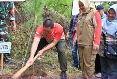 Wako Gelar Gerakan Penanaman 1 Juta Pohon Pinus 