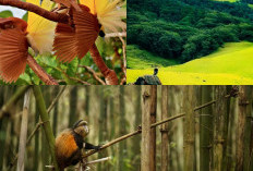 NusaMenikmati Keindahan Alam Nusa Tenggara Timur, Lima Cagar Alam Terbaik!