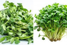 Inilah 7 Manfaat Selada Air Untuk Kesehatan Tubuh, Sayur Dengan Segudang Khasiat!