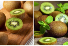 Wajib Diketahui! 6 Manfaat Buah Kiwi bagi Kesehatan