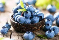 Sudahkah Kalian Coba? Yuk Intip 5 Kelezatan dan Kesehatan Sajikan Blueberry Untuk Gaya Hidup yang Sehat