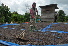 Petani Kopi Simpan Hasil Panen dalam Karung