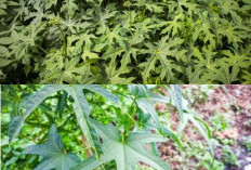Bukan Sekadar Sayur, Ini 5 Manfaat Daun Gedi untuk Kesehatan Tubuh