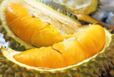 Mengenal Buah Durian Aromanya Yang Khas dan 5 Manfaatnya Yang Luar Biasa